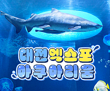 대전 엑스포 아쿠아리움 아이와 가볼만한곳 숙소 페스타 빵빵한할인
