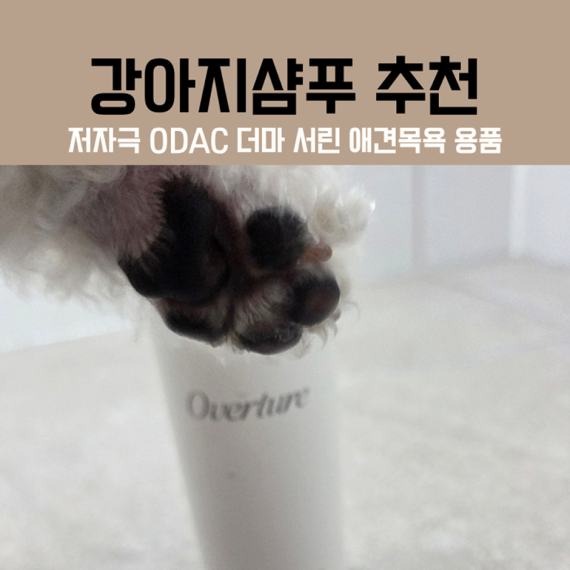 강아지샴푸 추천, 저자극 ODAC 더마 서린 셀프 애견 목욕 샴푸 후기