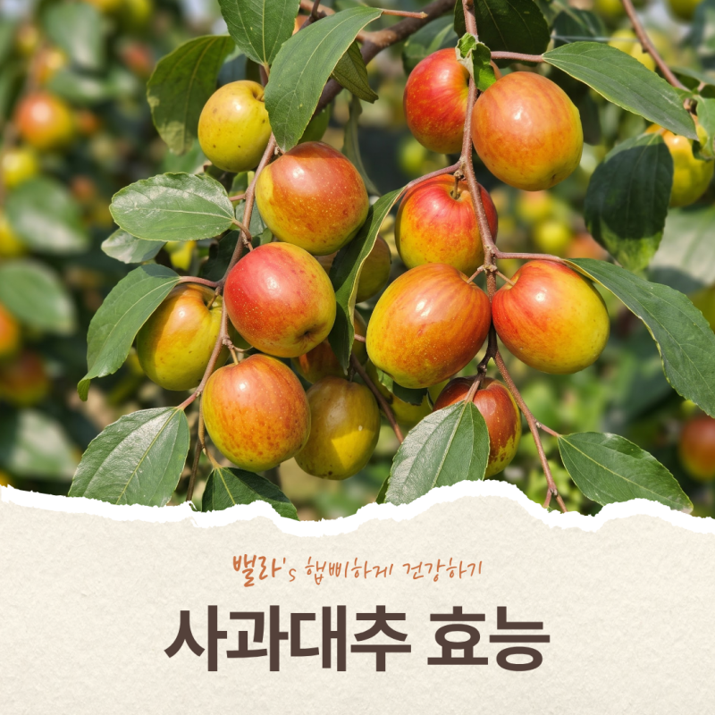 사과대추 효능과 칼로리, 당뇨·변비에 진짜 좋을까? 건대추랑 다른 점