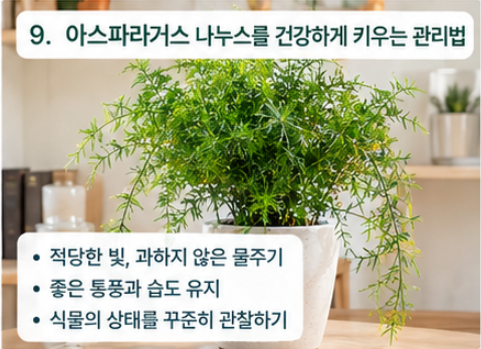 아스파라거스 나누스 키우는법｜잎이 노랗게 변하고 마르는 이유부터 물주기, 햇빛까지 (플....