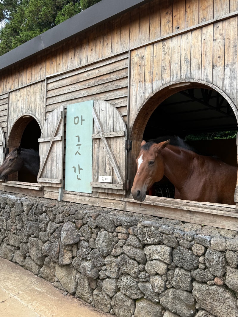 제주 목장카페 밭디 아기랑 승마 체험 후기, 말 먹이주기·이색자전거 (요금 정리)