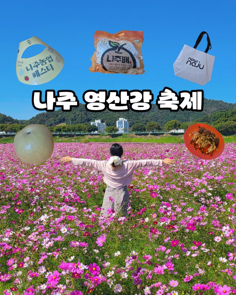 나주 영산강 축제 코스모스 개화상황 주차장 가수 라인업 후기