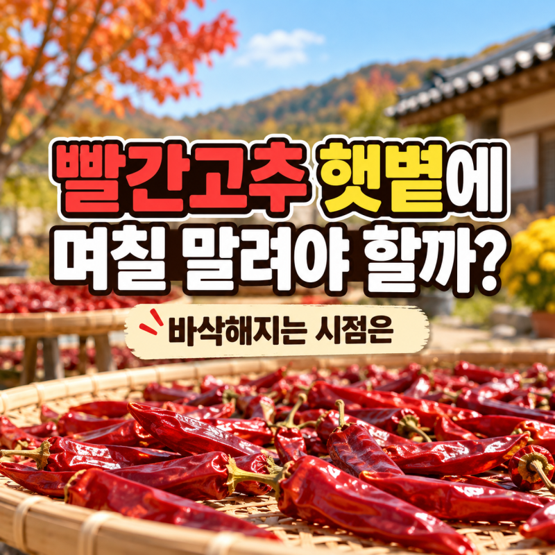 빨간고추 햇볕에 며칠 말려야 할까? 바삭해지는 시점은