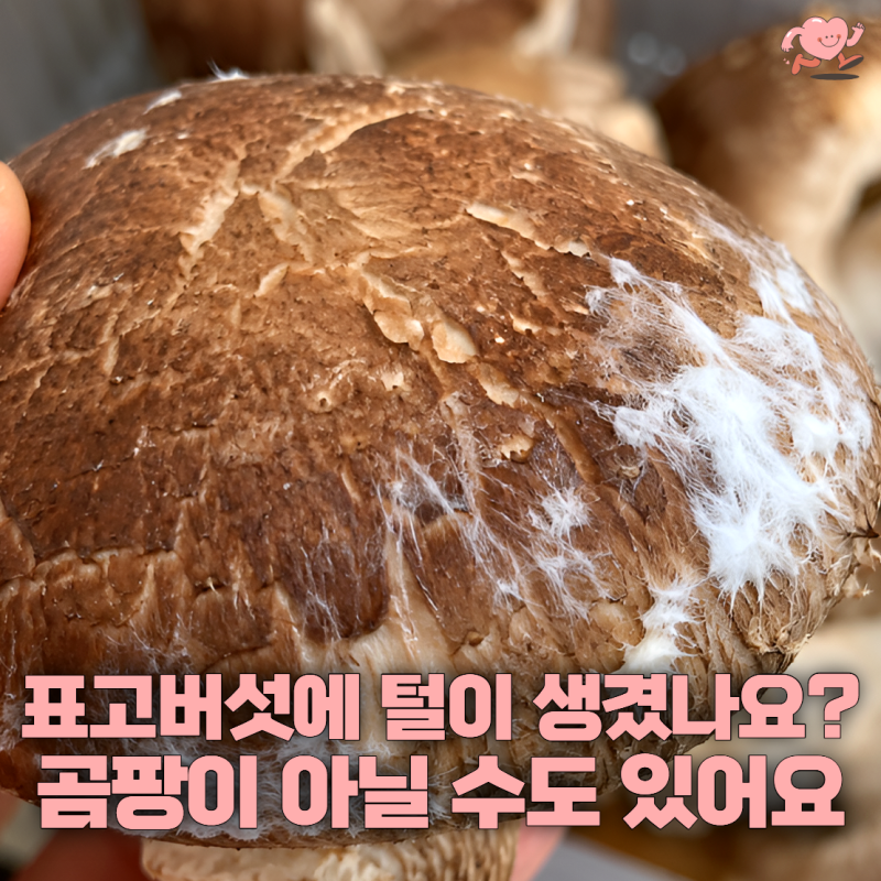 “씻어서 볶으면 괜찮겠지?” 표고버섯에 하얀 털 보이면 먼저 확인하세요