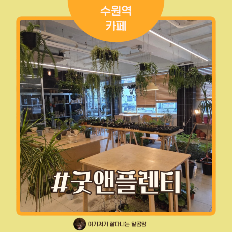 수원세무서 주변에 있는 수원역 식물 카페 굿앤플렌티