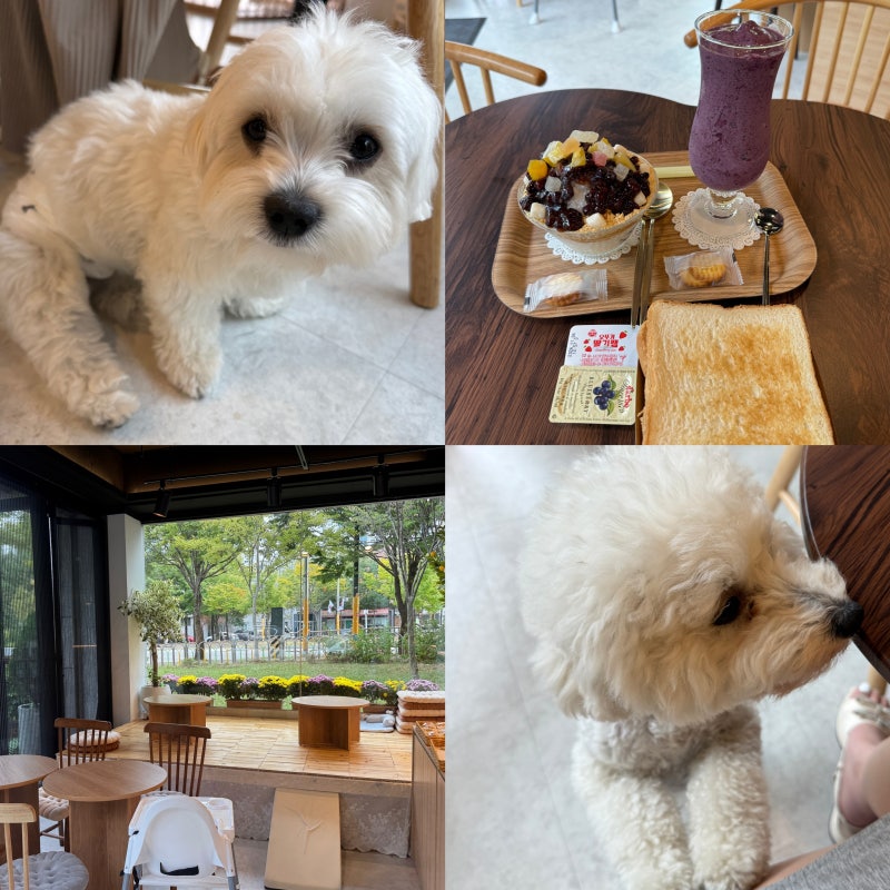 의정부 함께라서 : 신곡동애견동반카페 착한 가격!