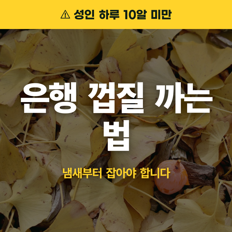 은행 껍질 까는 법, 냄새부터 잡아야 합니다