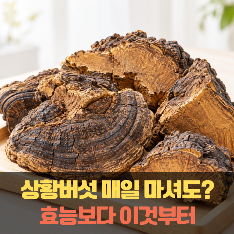 “상황버섯이 보약이라던데” 매일 달여 마셔도 될까요? 효능 제대로 알고 드세요