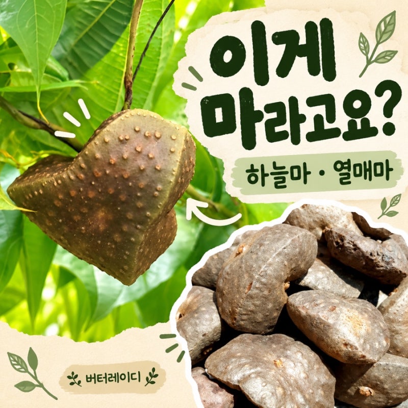 하늘마 열매마 효능과 먹는 법, 칼로리와 보관법까지 정리