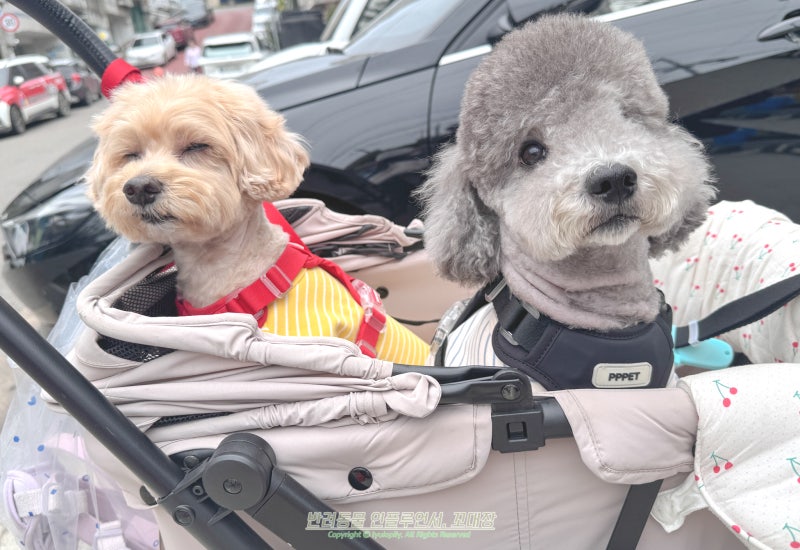 강아지 췌장염, 멀쩡했는데 갑자기 토를 한다?