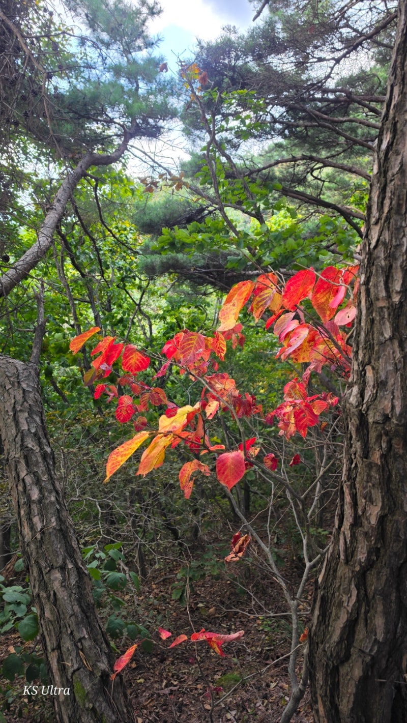 김용택, 초가을