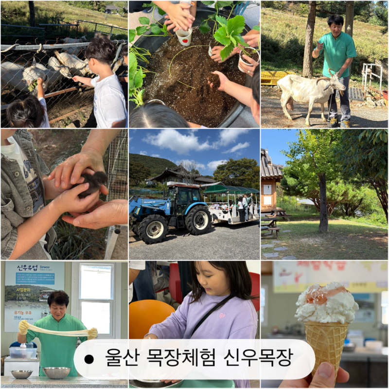 울산 목장체험 신우목장 4년 만에 재방문 초등학생 아이랑 낙농체험 후기