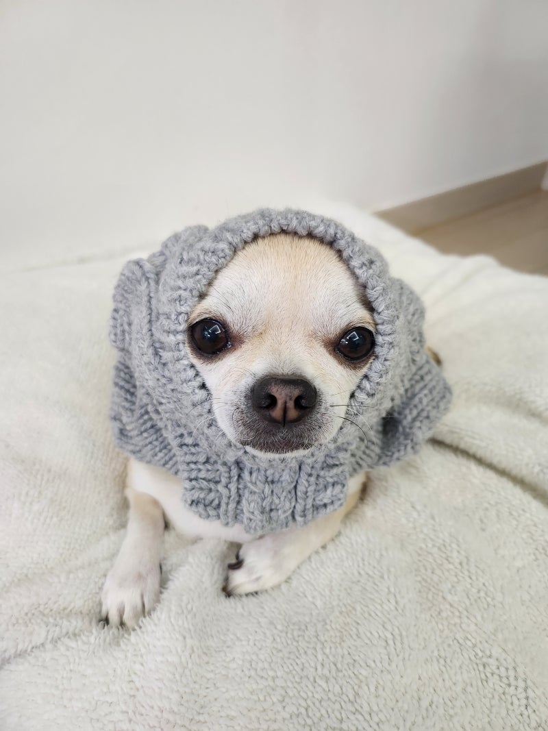 노견 청력과 시력 저하, 집에서 도와주는 방법. "노견과 함께하는 일상"