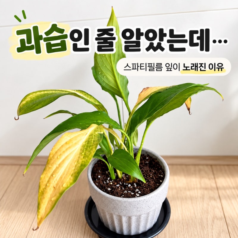 스파티필름 분갈이 후기 | 잎이 누렇게 변했을 때 뿌리 상태 체크 및 흙 고르는 법
