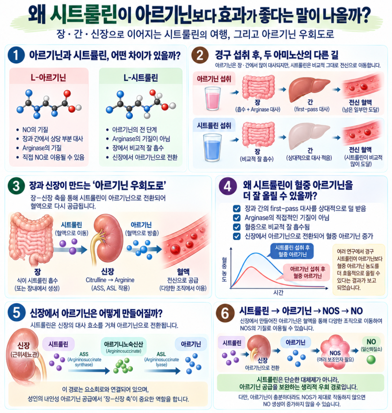 시트룰린이 왜 아르기닌보다 효과가 좋다는 말이 나올까ㅣ장·간·신장으로 이어지는 아르기....