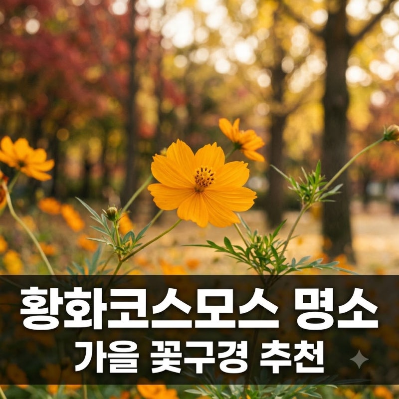 황화코스모스 개화시기와 전국 가볼만한 명소 추천
