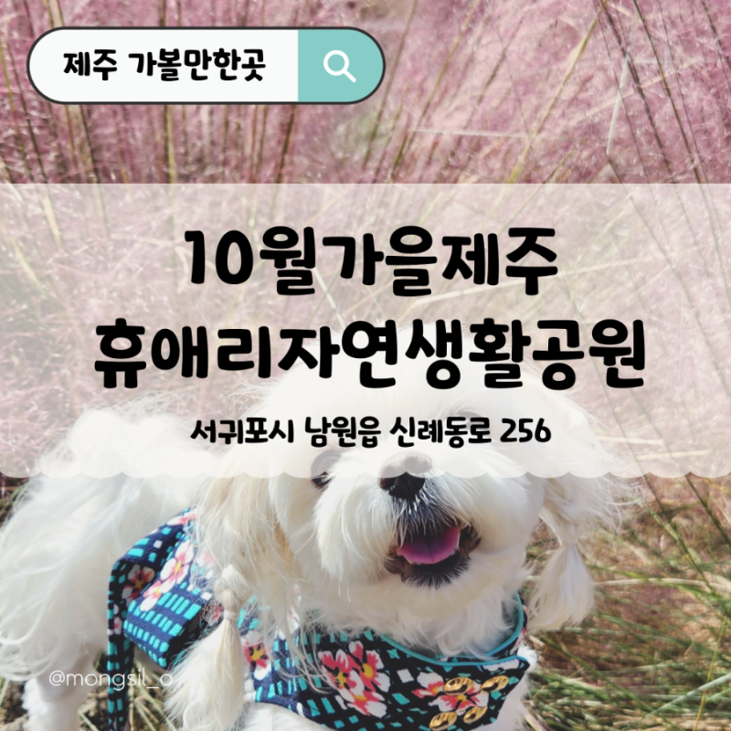 제주 서귀포 가을여행 애견동반 추천지 후보, 휴애리공원 핑크뮬리