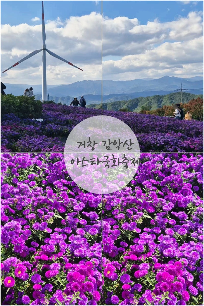 황금연휴 여행 거창 감악산 아스타국화 축제 10/8 개화 상황 가을 꽃구경