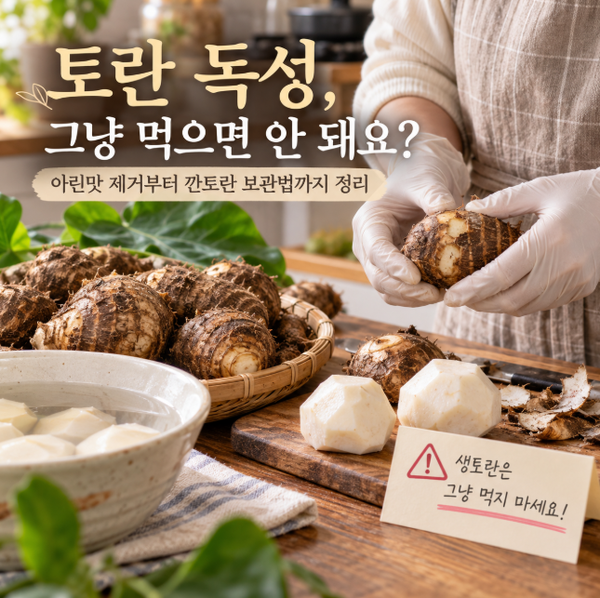 토란 독성, 그냥 먹으면 안 돼요? 아린맛 제거부터 깐토란 보관법까지 정리