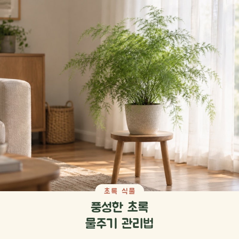 아스파라거스 미리오클라두스 물주기, 풍성한 초록을 오래 보는 관리법