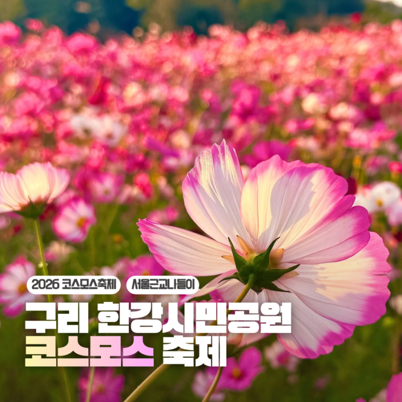 2026 구리 한강시민공원 코스모스 축제 일정 위치 주차 축하공연 가수 라인업 실시간 개화현....