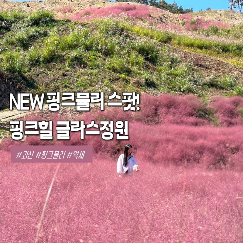 입장료 0원? 핑크뮬리 90만 본에 억새까지! 괴산 가볼만한곳 핑크힐 글라스정원 주차 및 방문....