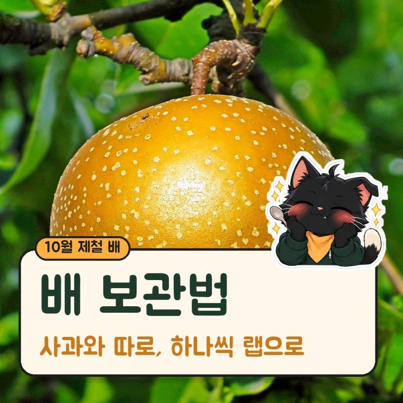 배 보관법, 사과와 따로 하나씩 랩에 싸세요