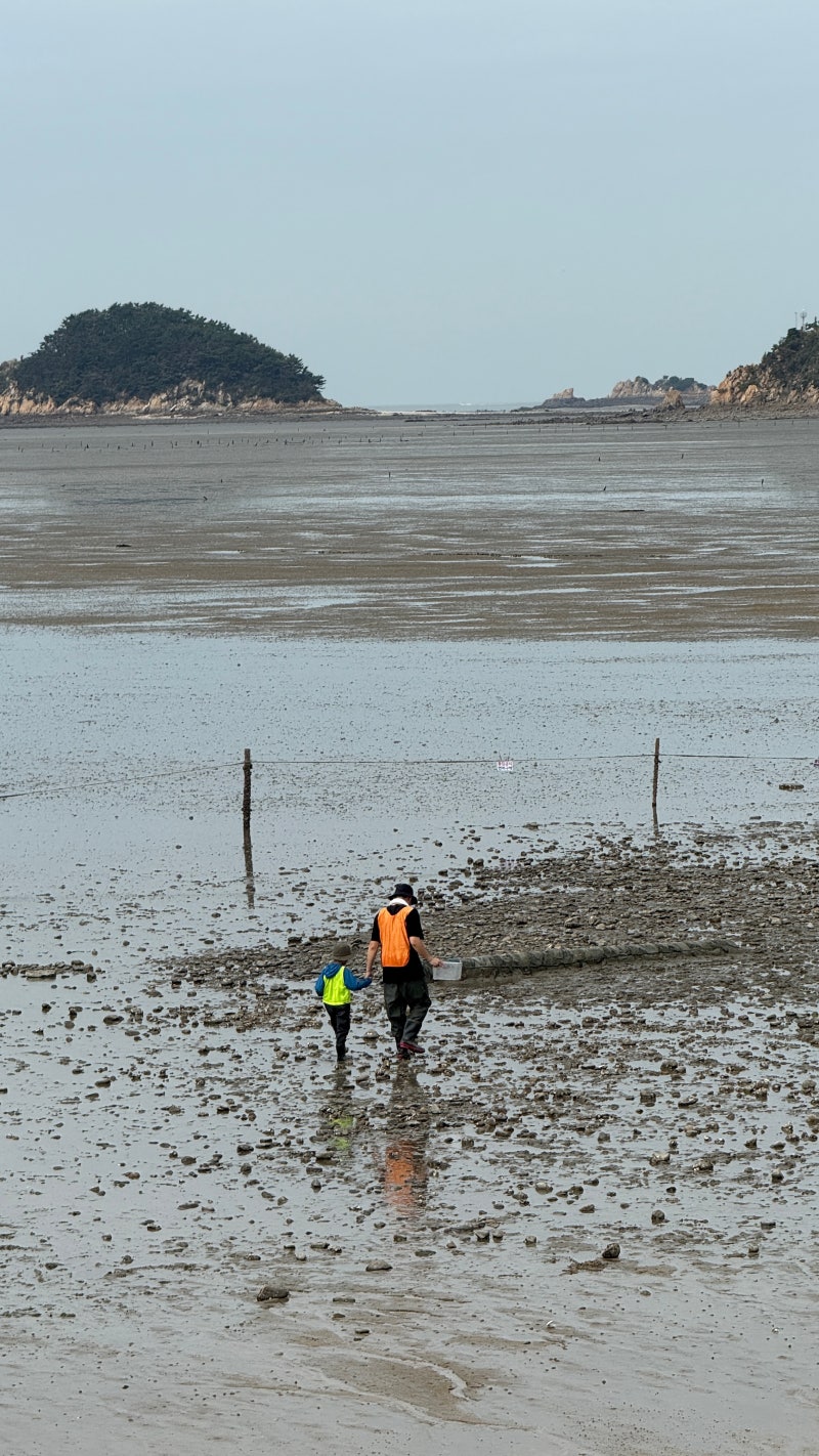 영종도 마시안 갯벌 체험장 두 번째 방문