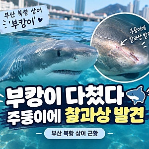 부캉이 다쳤다…주둥이에 찰과상 발견｜부산 북항 상어 근황