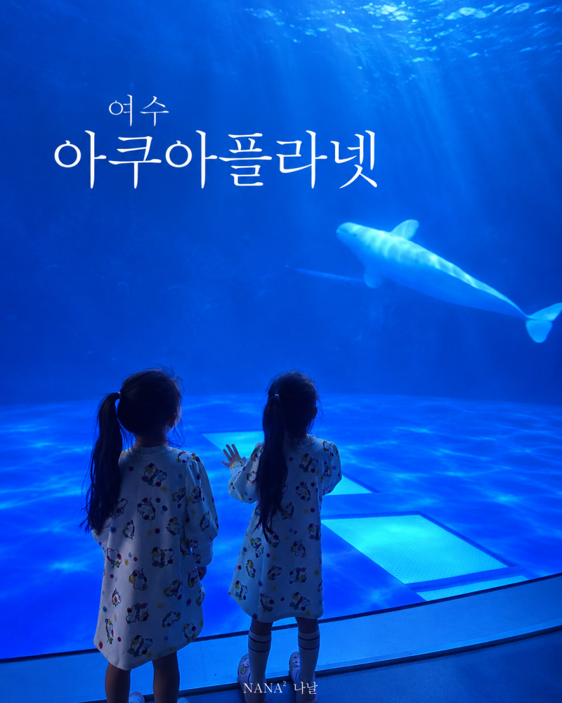 여수 아쿠아플라넷 아이와 두 번째 방문｜투명보트·벨루가·주차 솔직후기