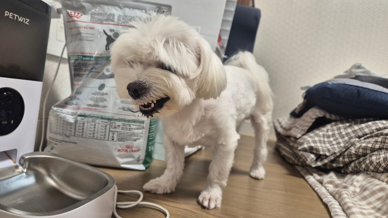 강아지 헛기침 마른기침 많이 한다면 문제와 관리방법은?