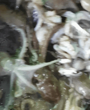 제철음식 가을 하면 알배기 쭈꾸미 숙회 샤브샤브 볶음 냉동보관해서 일년 내내 드세요