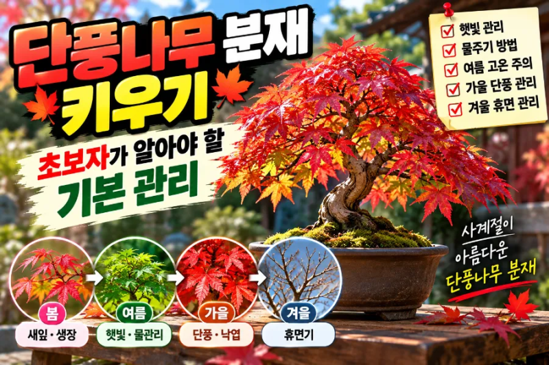 단풍나무 분재 키우기