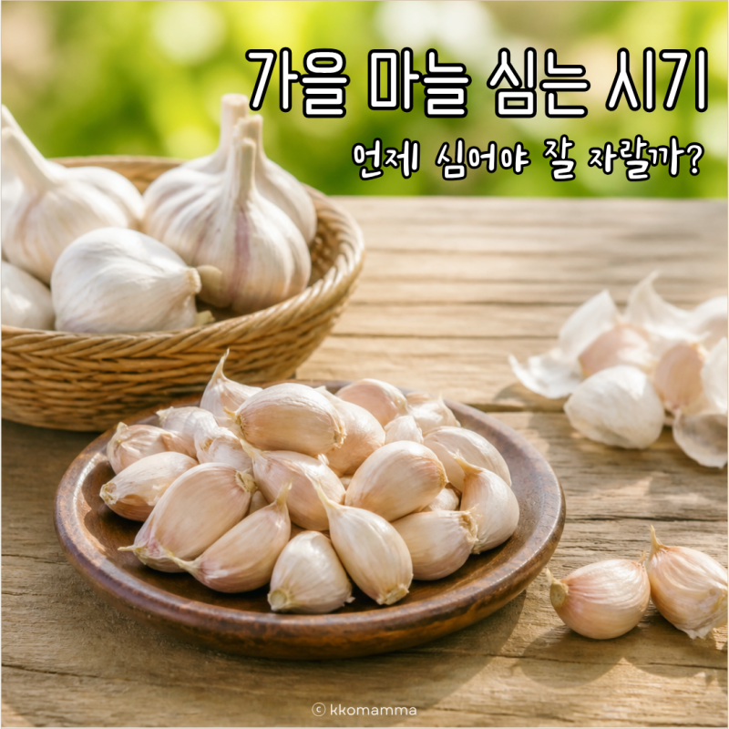 가을 마늘 심는 시기와 방법, 언제 심어야 잘 자랄까?