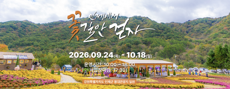 [인제 여행] 1주일 연장된 인제가을꽃축제 2026 완벽 정리 & 놓치면 아쉬운 용대리 인제가을꽃....