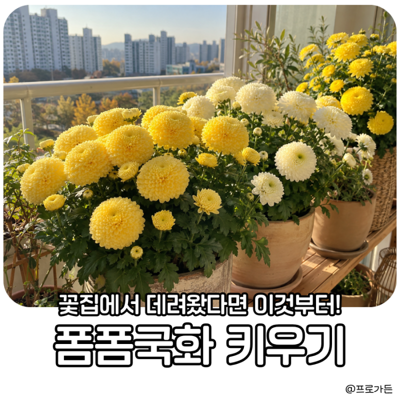 “가을 한철 꽃인 줄 알았죠?” 폼폼국화 키우기