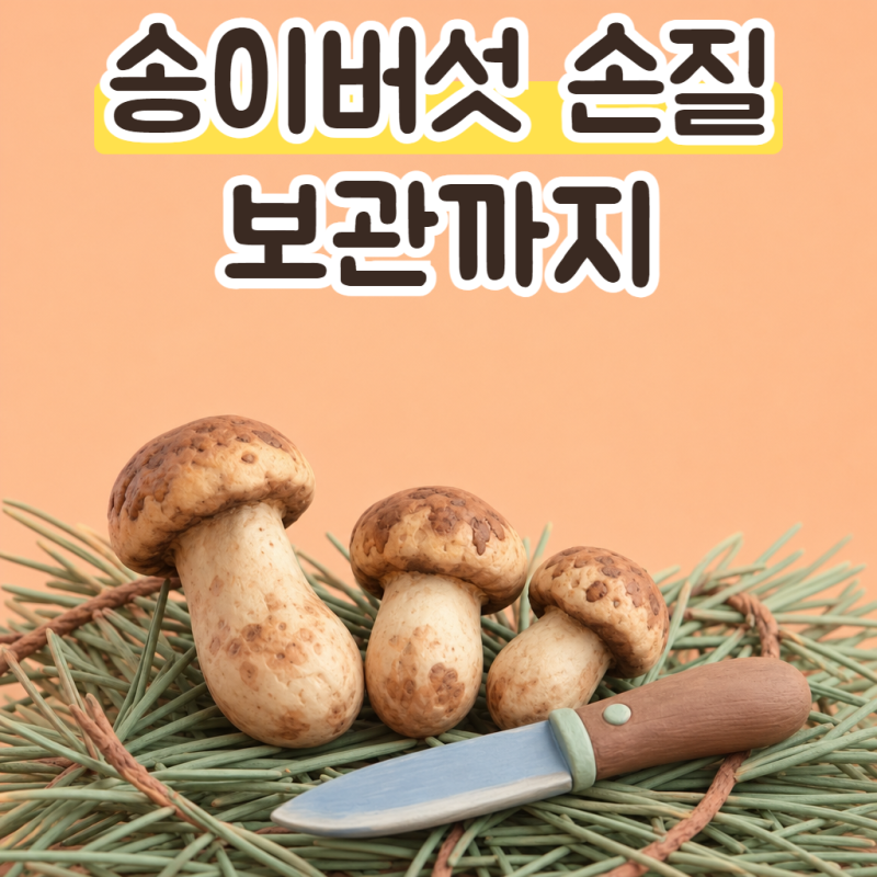 송이버섯 손질, 물에 씻어도 될까? 송이버섯 보관법과 제철 시기