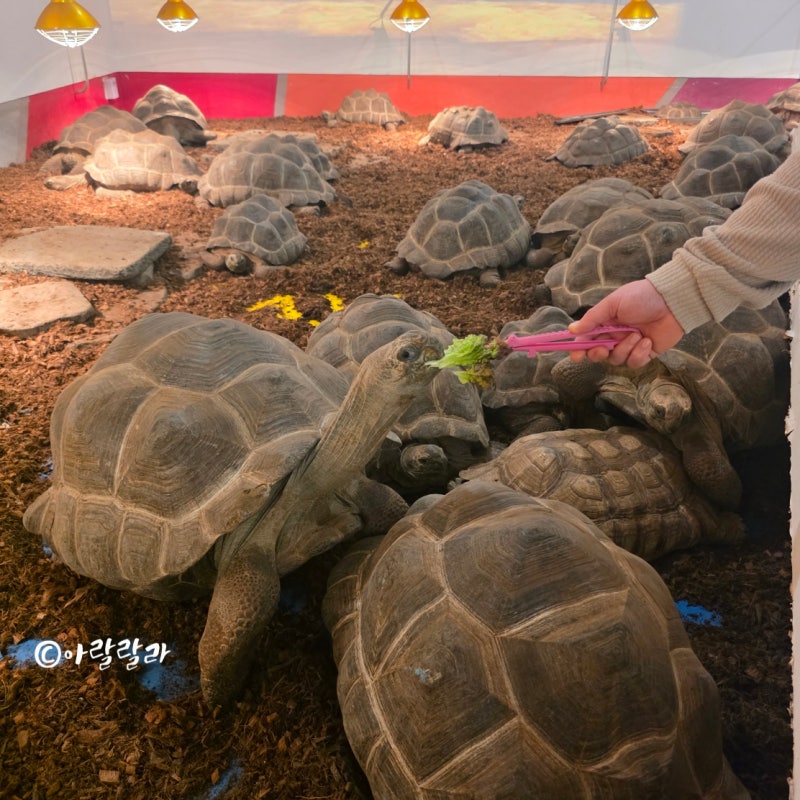 대구 아이랑 갈만한곳 실내 동물체험 동성로 파충류 이색카페 거부기 인 아쿠아밸리