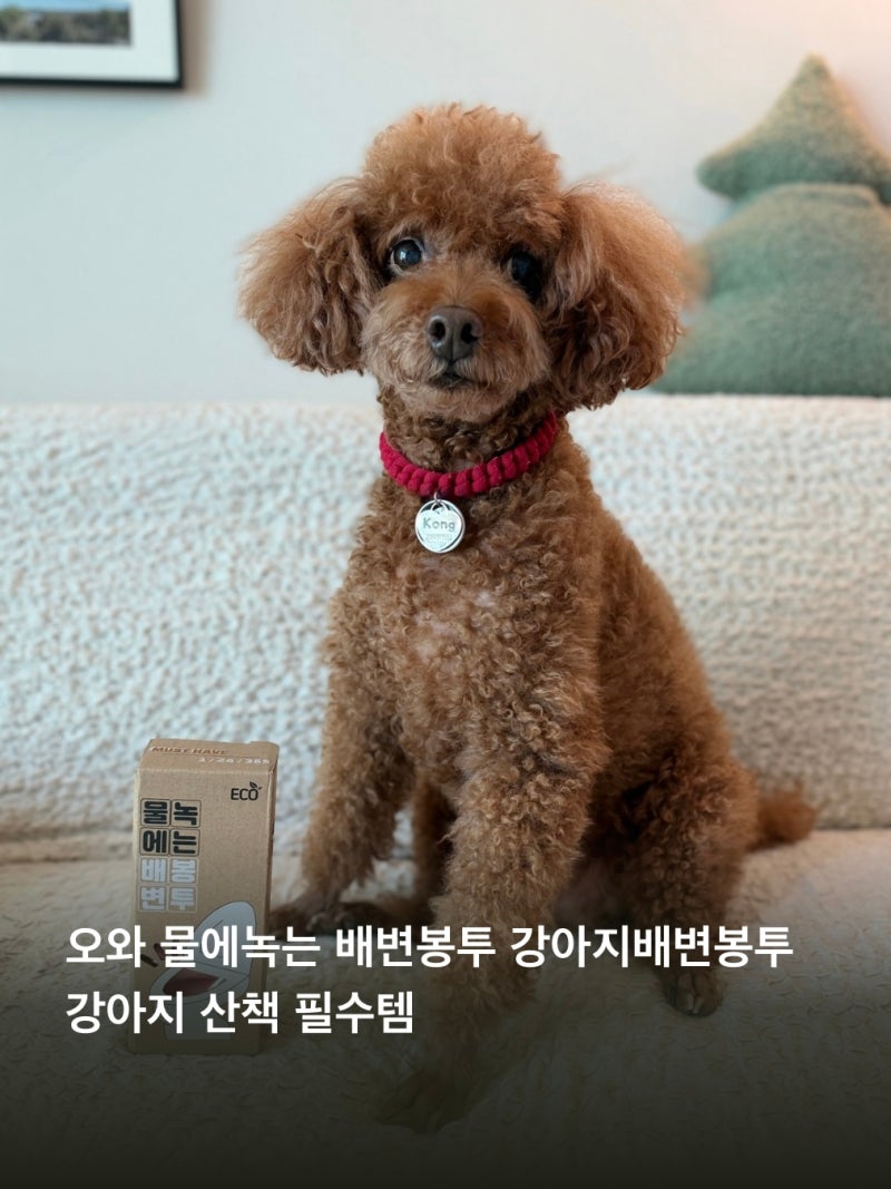 오와 물에녹는 배변봉투 강아지배변봉투 강아지 산책 필수템