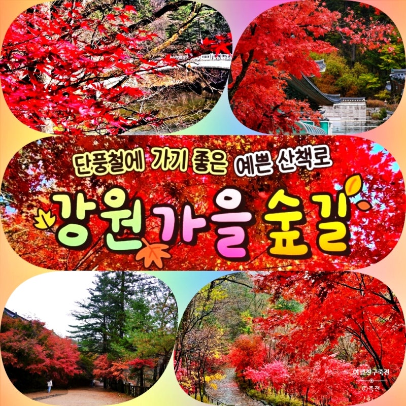 2026 오대산 단풍 시기｜월정사·선재길 단풍명소 BEST 7