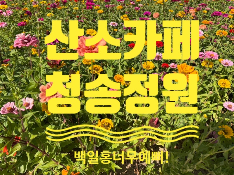 청송 가볼 만한 곳 산소카페 청송정원｜형형색색 백일홍이 가득한 청송 여행 핫플, 무료입장....