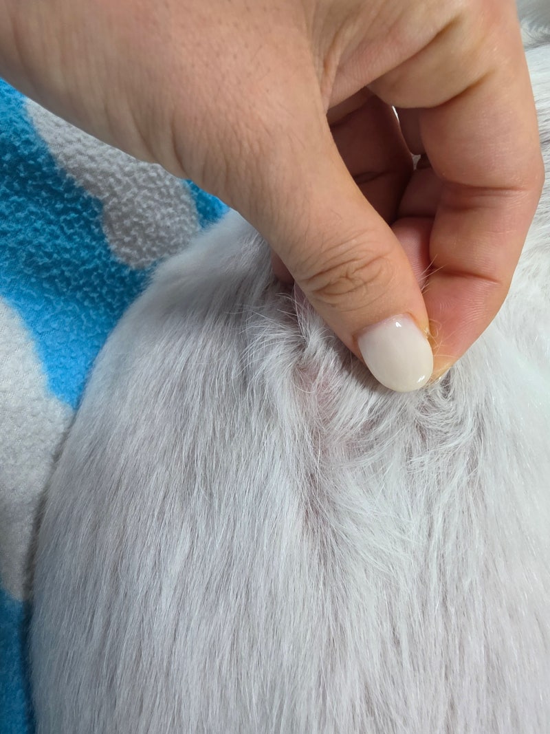 강아지 곰팡이성 피부염 생겼다면? 해야할 것 최종정리본