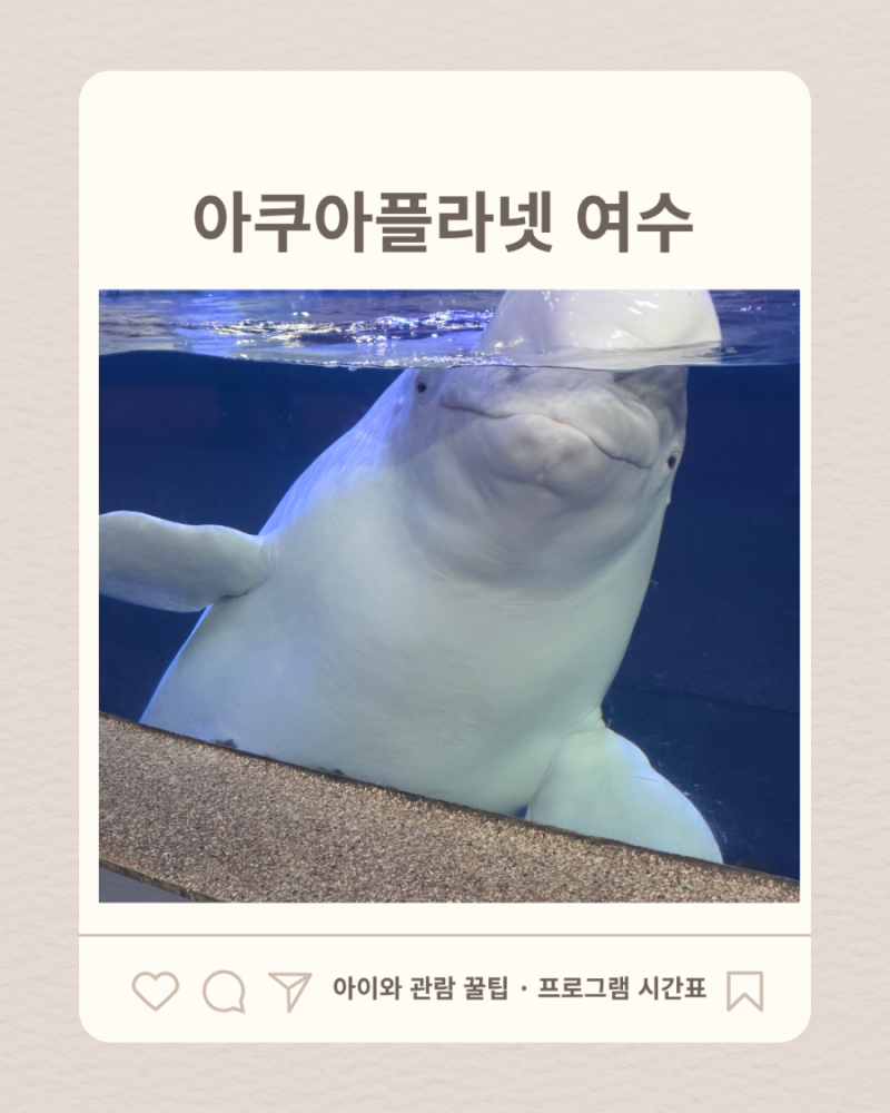 [아쿠아플라넷 여수] 아이와 관람 꿀팁 프로그램 시간표·스탬프북·뉴이브 공연 (2년 만에 재....