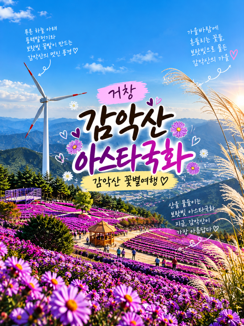 거창 감악산 아스타국화 축제 후기｜꽃별여행 셔틀버스 시간