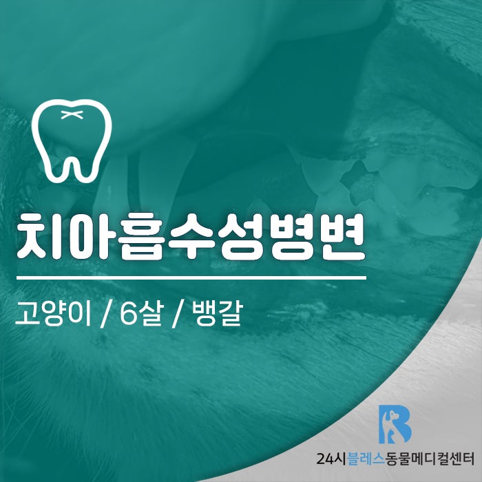 고양이 치아흡수성병변 증상 입을 아파하고 밥을 자꾸 흘려요!