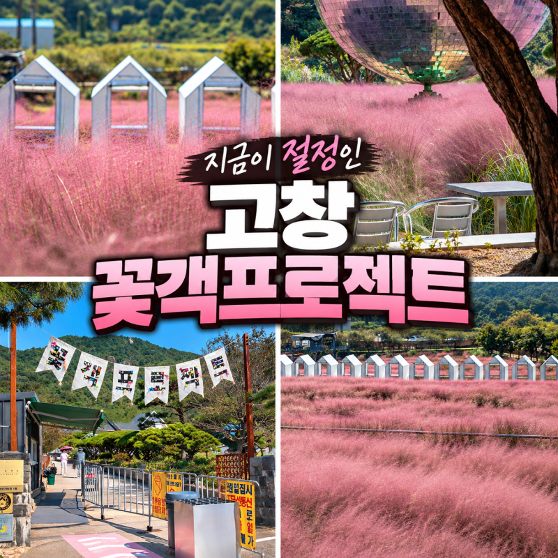 지금 고창은 온통 분홍빛 꽃객프로젝트 핑크뮬리 10월 가을여행지 한국의소도시