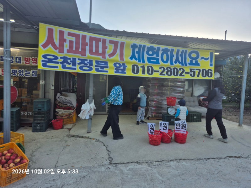 영주 황금사과따기 체험 소백산풍기온천리조트 정문 앞 아이와 가볼만한곳