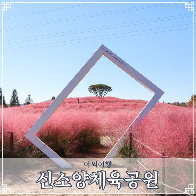 경남 핑크뮬리 명소 합천 신소양체육공원 개화 현황 10월 가볼만한곳