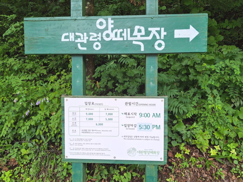 아이랑 강원도 여행 | 대관령 양떼목장 방문기