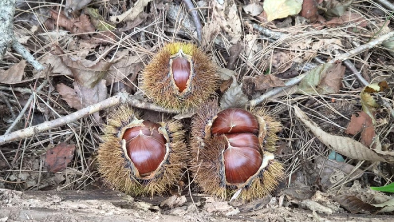 밤벌레로부터 알밤 보관 방법